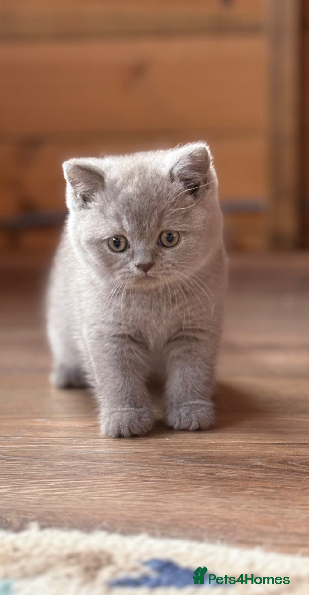 British Shorthair cats British Shorthair Kittens - Advert 5