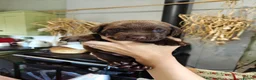 Labrador Retriever dogs for sale: Beautiful KC Choc Labrador Pups - 4 left! - Advert 5