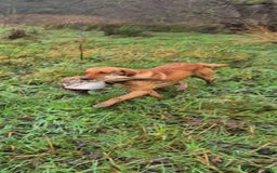 Labrador Retriever dogs for sale: Labrador Retriever Fox Red KC Registered  - Image 9