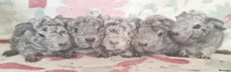 Guinea Pig rodents for sale: MEADOW SIDE CAVIES BABY GUINEA PIGS HEREFORDSHIRE  - Advert 5