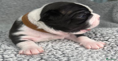 Boston Terrier dogs - Advert 8
