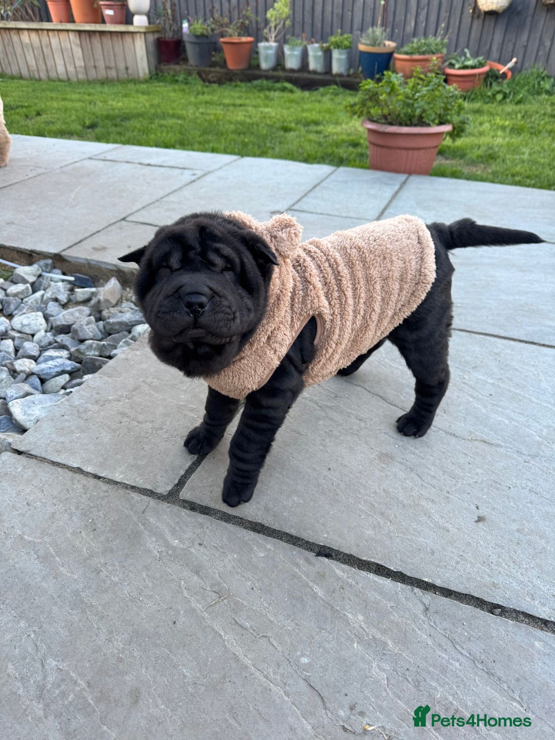 Shar Pei dogs for sale: Bear coat shar pei - Advert 11