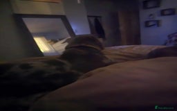 American Bully dogs for sale: Charlie  - Image 3