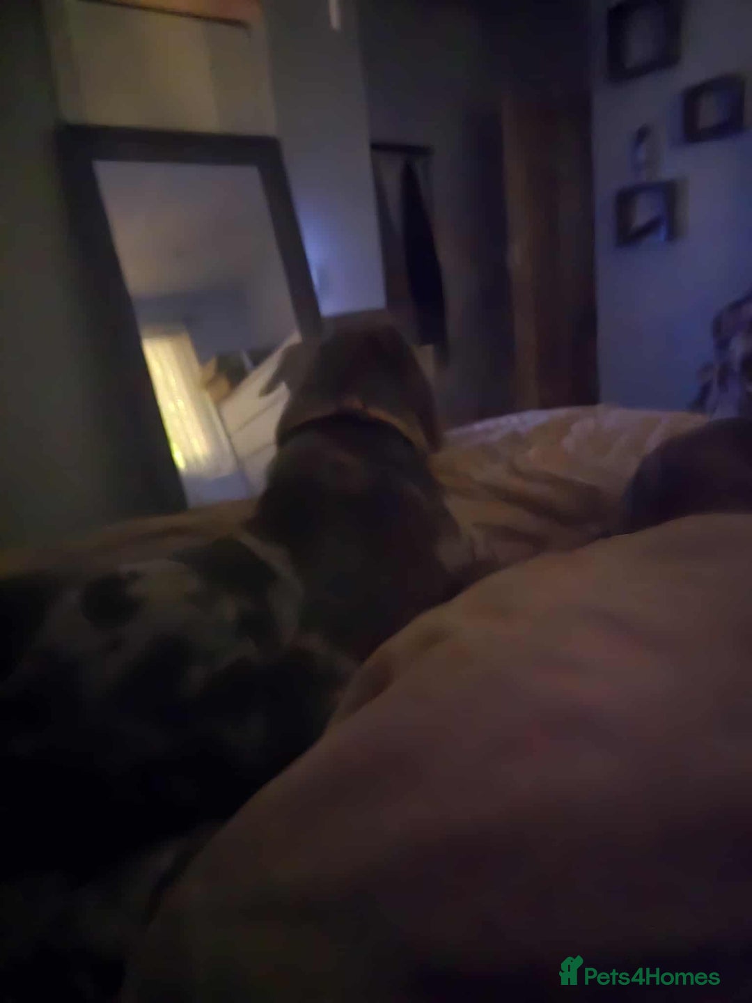 American Bully dogs for sale: Charlie  - Image 3