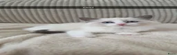 Ragdoll cats for sale: Pedigree ragdoll - Advert 20
