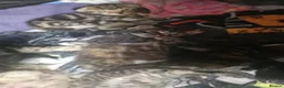 Mixed Breed cats for sale: Kittens  - Advert 7