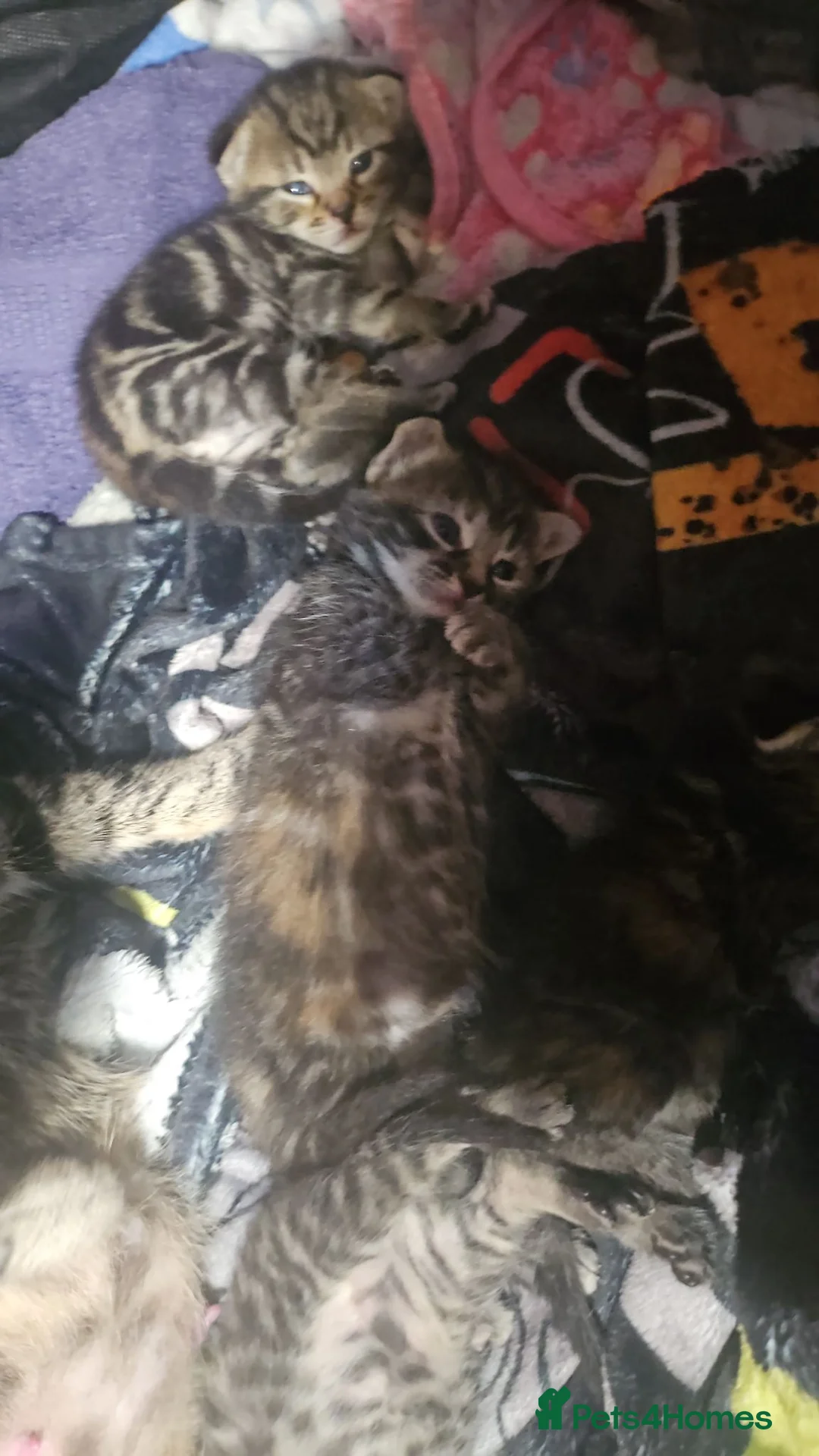 Mixed Breed cats for sale: Kittens  - Advert 7