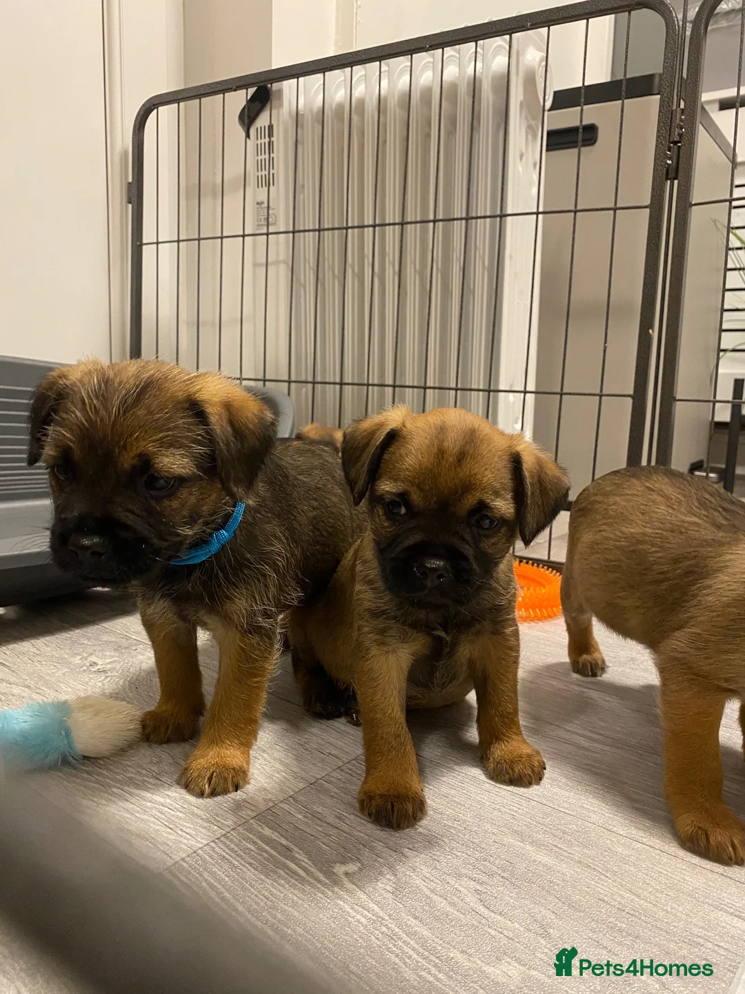 Border Terrier dogs for sale: ⭐️BORDER TERRIERS, KC REGISTERED  - Advert 2