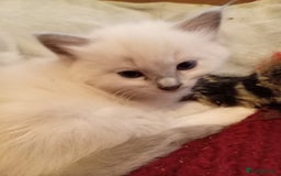 Ragdoll cats for sale: 6 ragdoll kittens  - Image 5