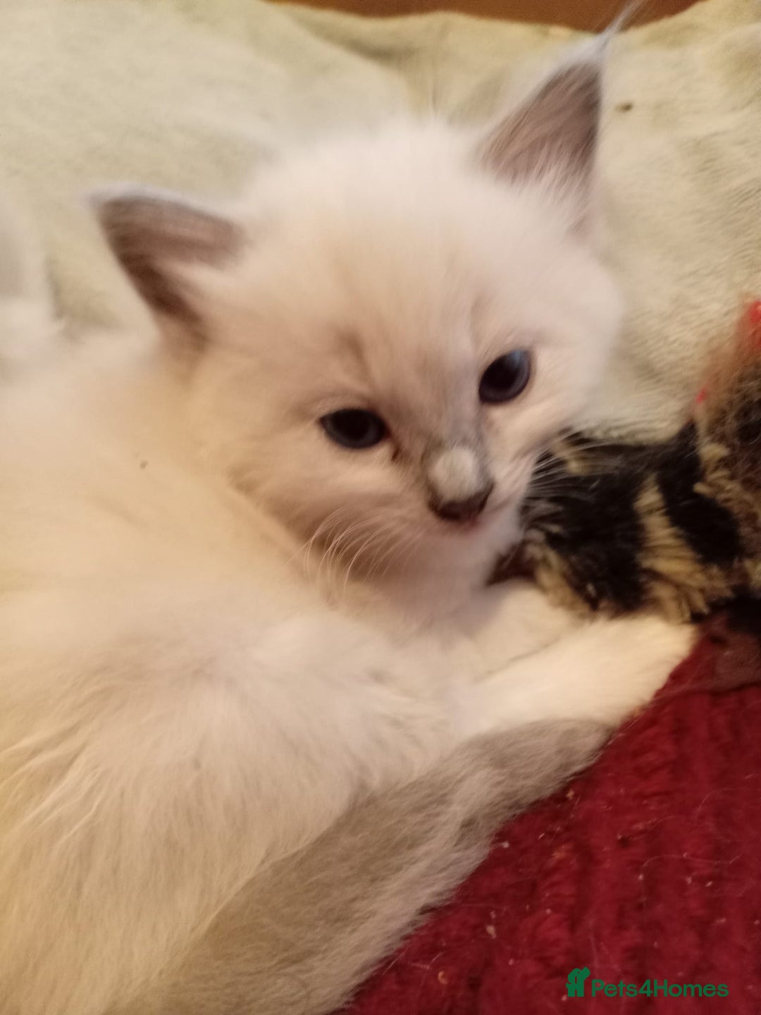 Ragdoll cats for sale: 6 ragdoll kittens  - Image 5