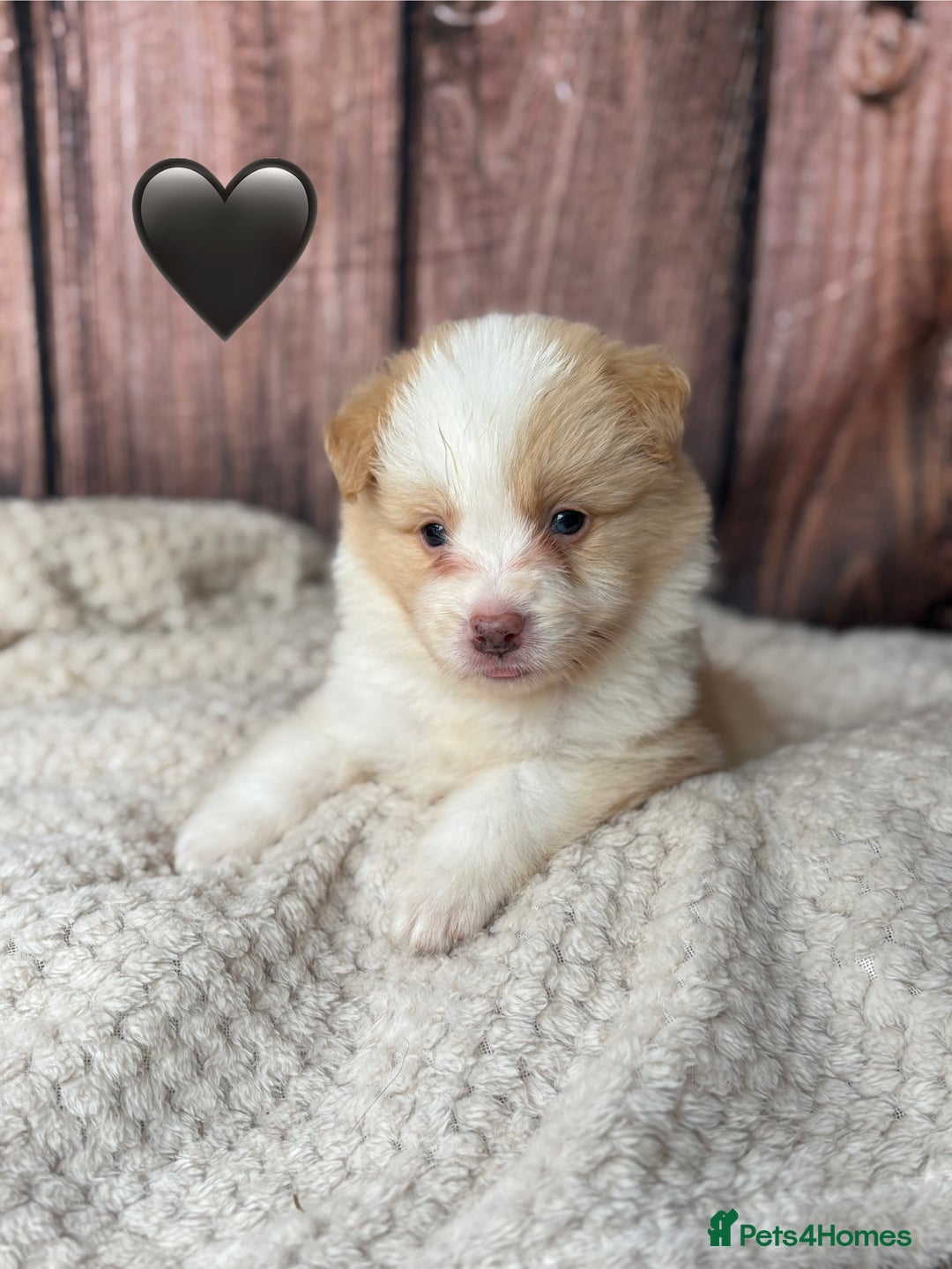 Border Collie dogs for sale: Quality Show Line KC Border Collie Males💙 - Image 6
