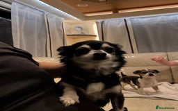 Chihuahua dogs for sale: Chihuahua  - Advert 1