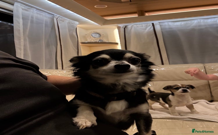 Chihuahua dogs Chihuahua  - Advert 9