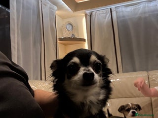 Chihuahua dogs Chihuahua - Advert 1