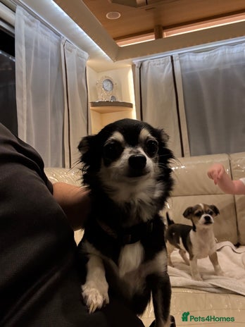 Chihuahua dogs Chihuahua - Advert 3