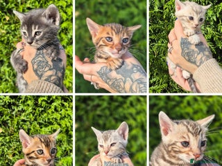 Bengal cats - Advert 1