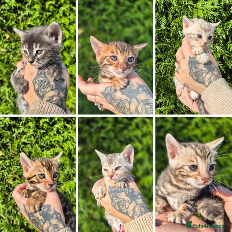Bengal cats - Advert 6