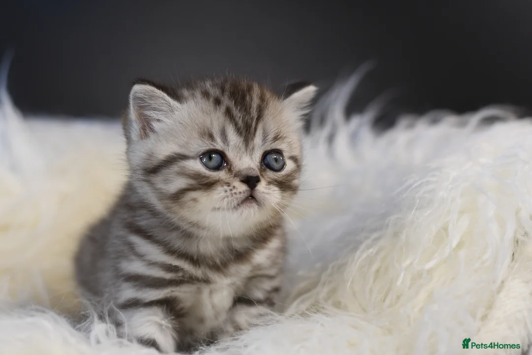 Scottish Fold cats for sale: NEW LITTER 3w old BOYS LICENSED CATTERY - Advert 25