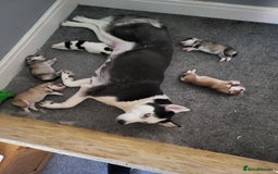 Siberian Husky dogs for sale: Beautiful Siberian Husky's - Image 9