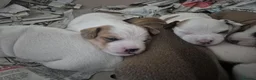 Mixed Breed dogs for sale: Border / Parson terrier mix puppies in Norwich - Advert 7