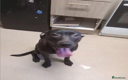 Mixed Breed dogs for sale: Cane corso cross presa  - Image 3