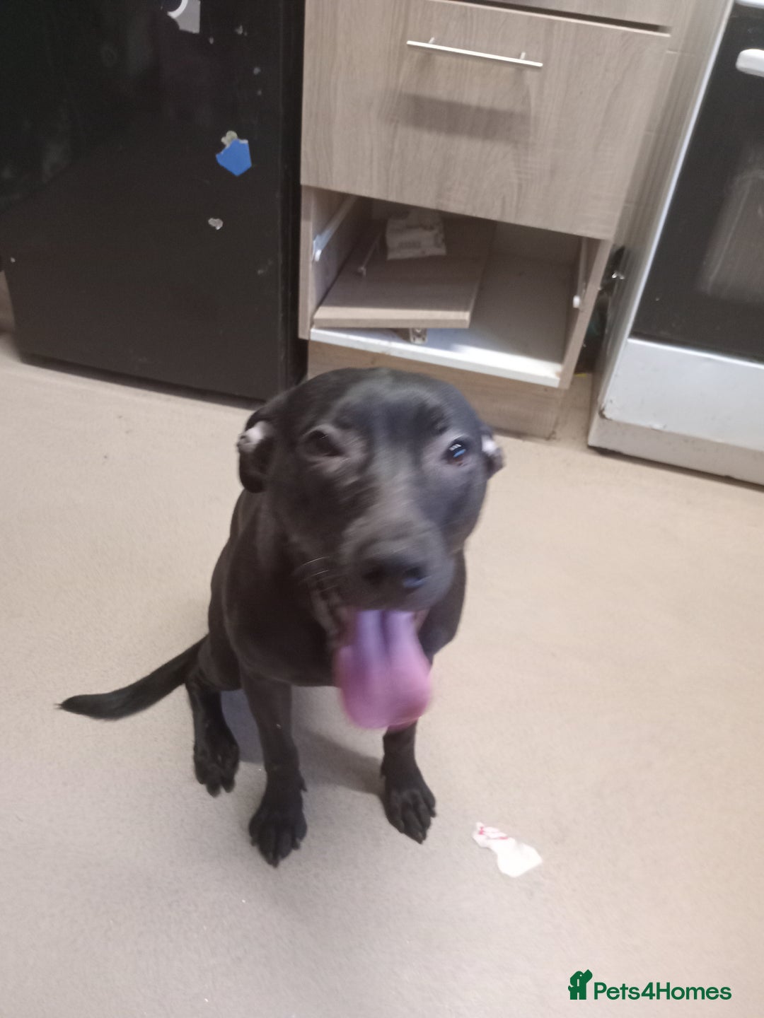 Mixed Breed dogs for sale: Cane corso cross presa  - Image 3