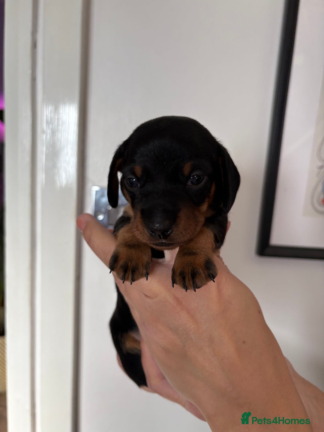 Miniature Dachshund dogs for sale: Miniature dachshund puppies 🐾 - Advert 34