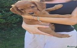 Cocker Spaniel dogs for sale: Working cocker spaniel pups - Image 6