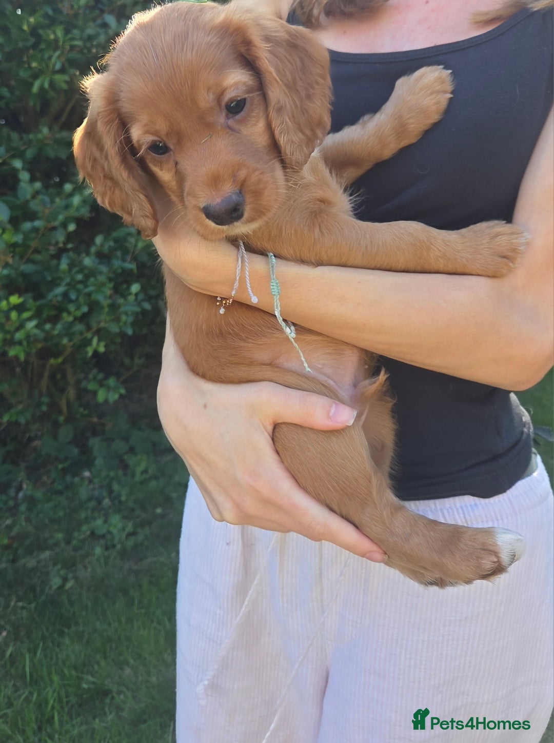 Cocker Spaniel dogs for sale: Working cocker spaniel pups - Image 6