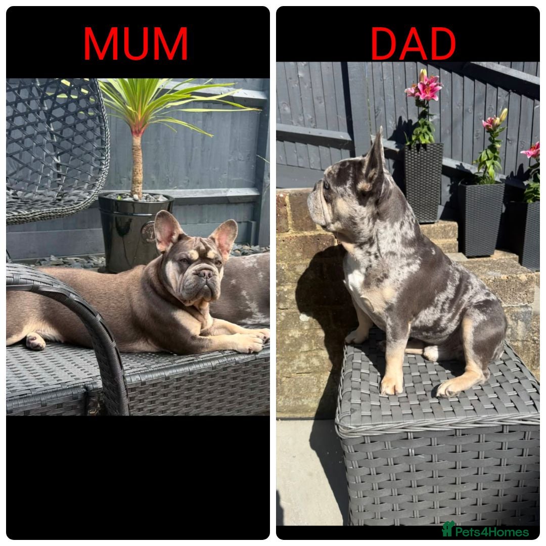 French Bulldog dogs 6 Adorable French Bulldog Puppies from £1500 - Advert 2