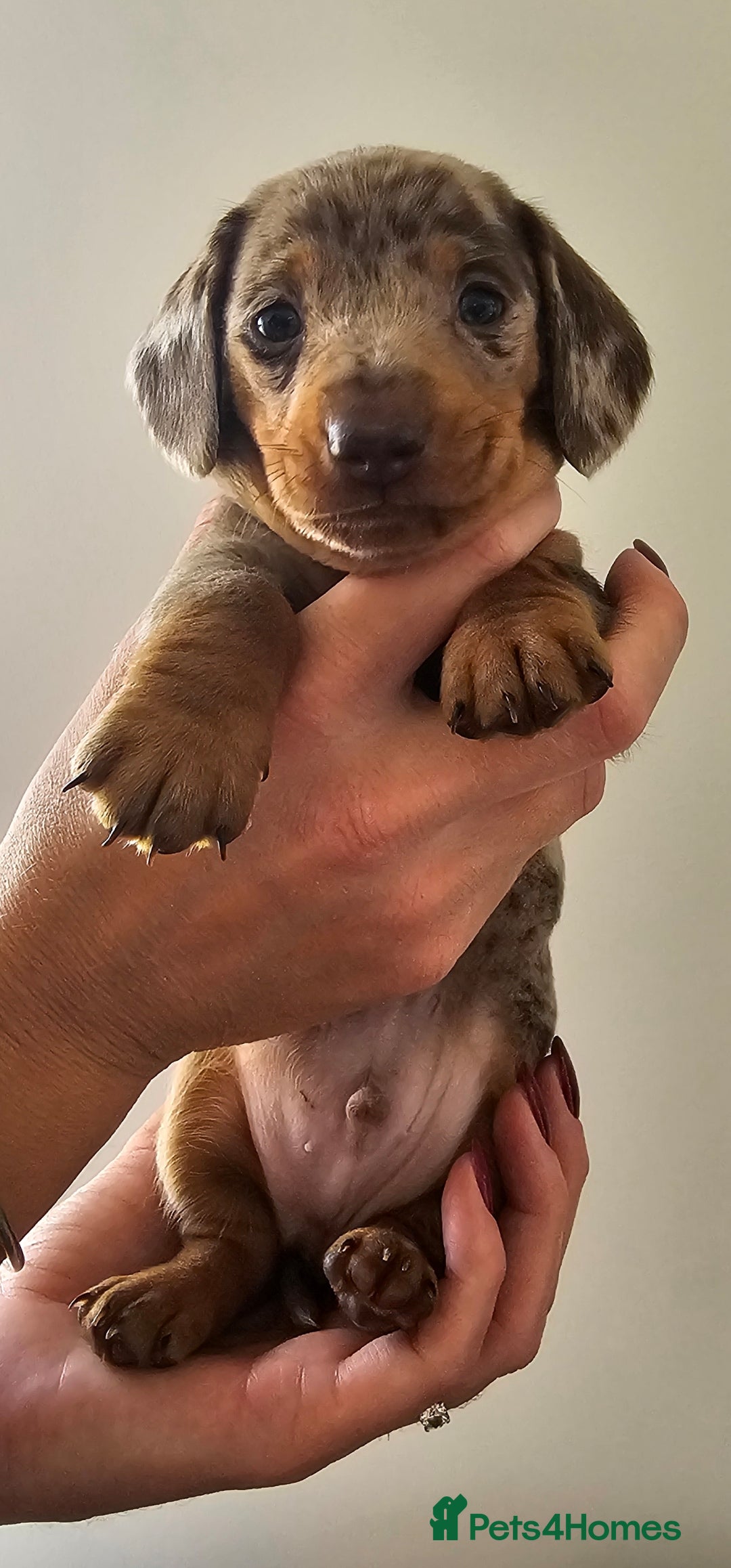 Miniature Dachshund dogs for sale: *CHAMPION LINES* Miniature Dachshund puppies - Image 5