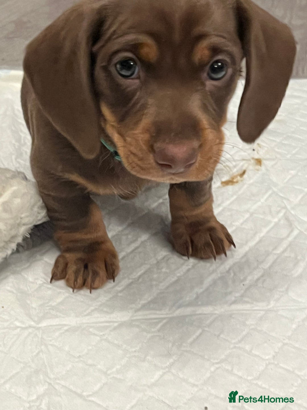 Dachshund dogs for sale: Beautiful miniature dachshund puppies - Image 9