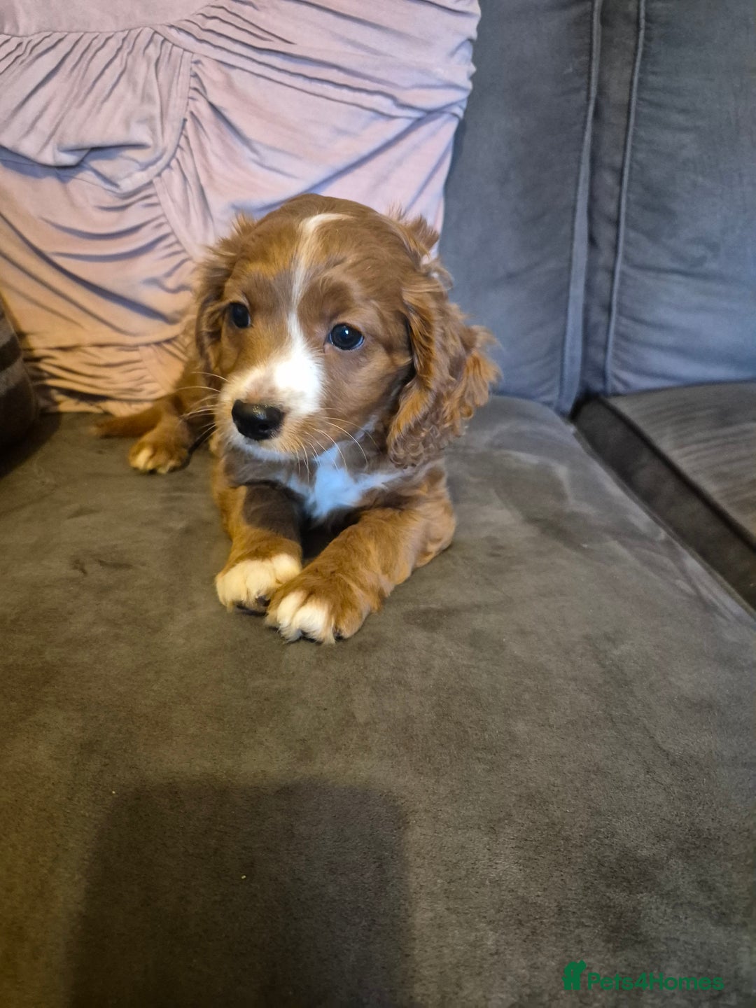 Cockapoo dogs for sale: F1B Cockapoo girl looking for her forever home. - Image 1