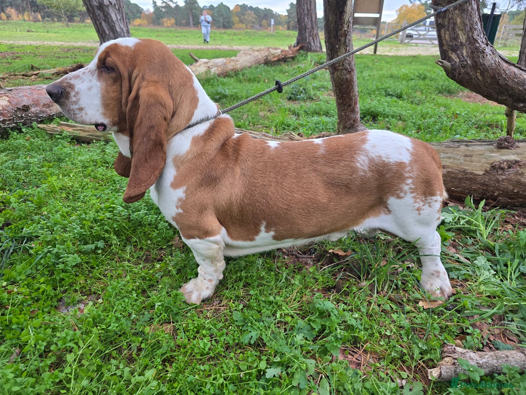 Basset Hound dogs for stud: Handsome Red & White KC Reg Basset Hound For Stud - Advert 5