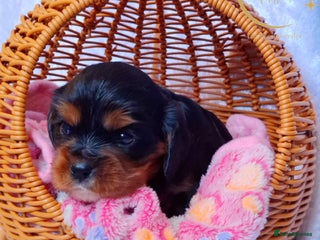 Cavalier King Charles Spaniel dogs KCC spaniels boys @ girls healt tested parents - Advert 15