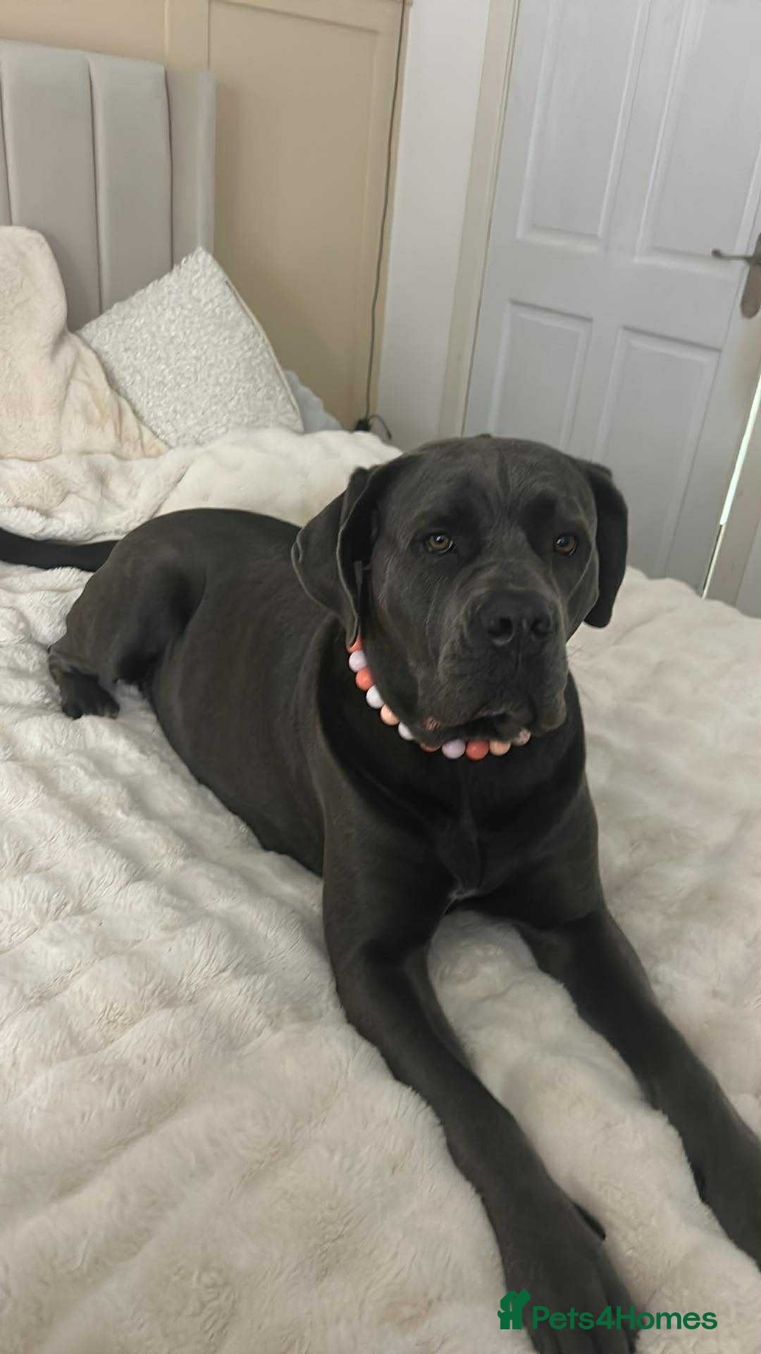 Cane Corso dogs for sale: Purebred Cane Corso Puppies – Ready to Reserve - Advert 1