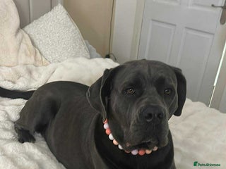 Cane Corso dogs Purebred Cane Corso Puppies – Ready to Reserve - Advert 1