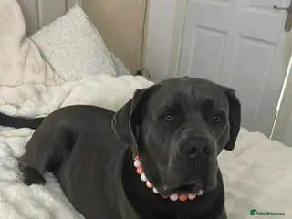 Cane Corso dogs Purebreed Cane Corso - Advert 2