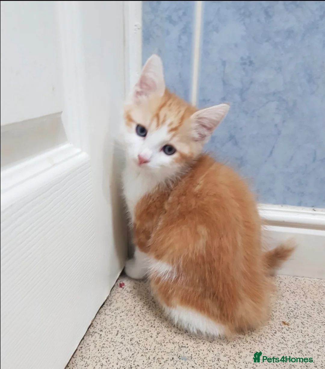 Mixed Breed cats for sale: 2 male ginger tabby kittens - Advert 12