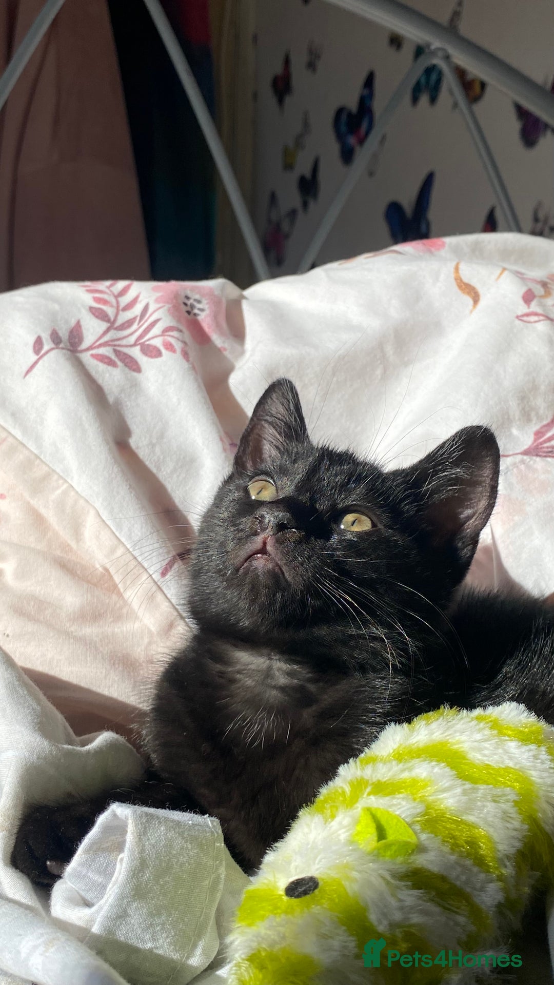 Mixed Breed cats for sale: Perfect kitten. Needing to be rehomed  - Image 1