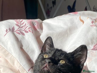 Mixed Breed cats - Advert 29