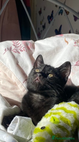 Mixed Breed cats Perfect kitten. Needing to be rehomed - Advert 18