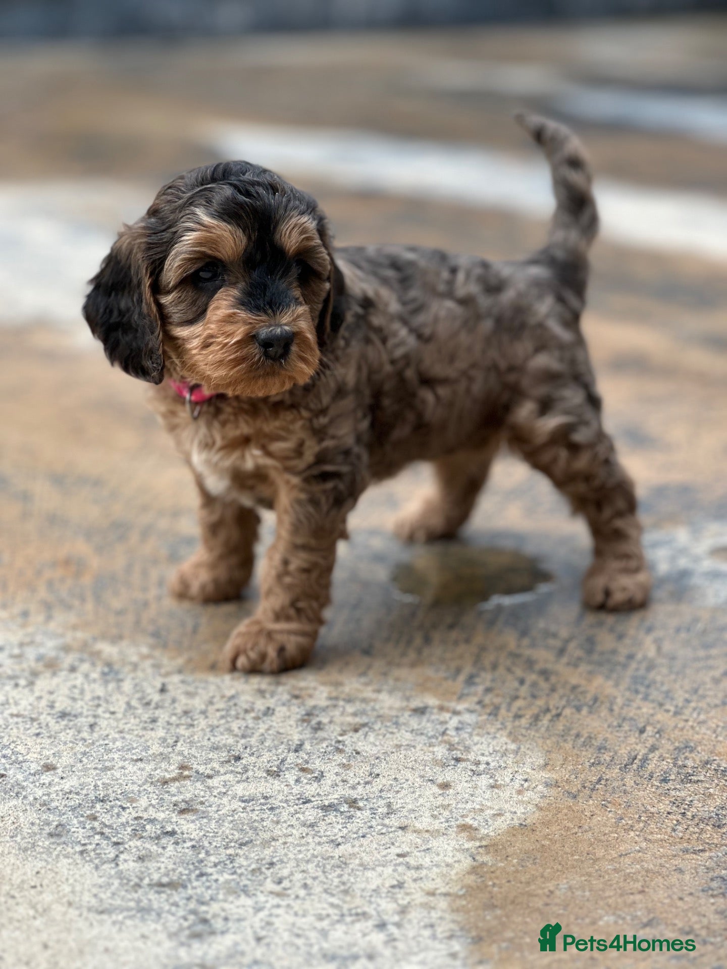Cockapoo dogs Sable cockapoos, health tested parents  - Advert 2
