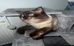 Ragdoll cats for stud: Stunning ragdoll for stud  - Image 9