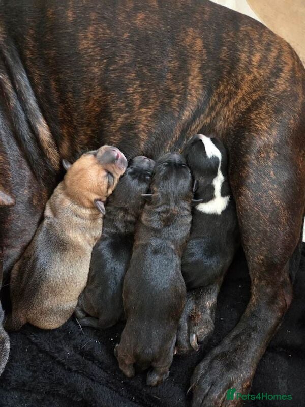 Mixed Breed dogs for sale: Staffy bully cross - Advert 2
