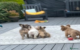 French Bulldog dogs for sale: DNA Health tested 5 🌟 KC fluffy French bulldogs - Image 10