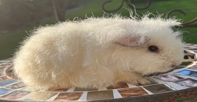 Guinea Pig rodents - Advert 7