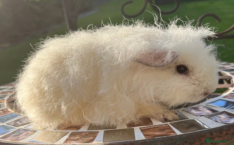 Guinea Pig rodents - Advert 6
