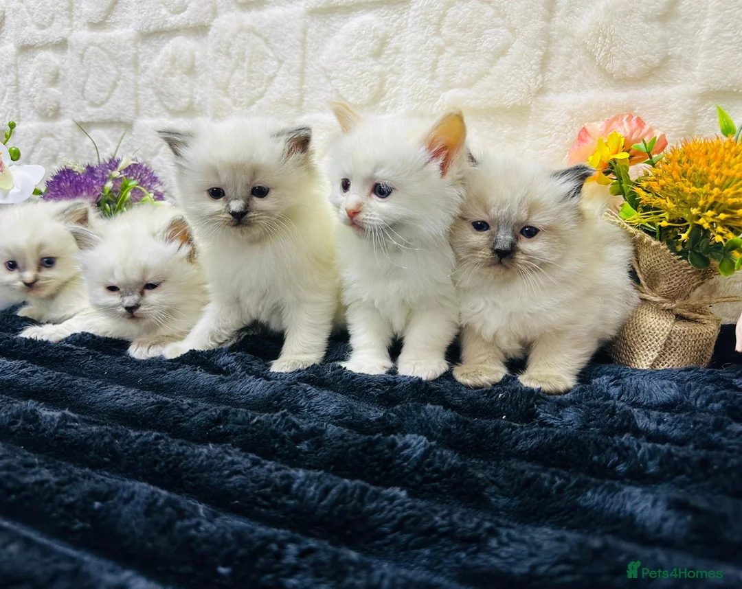 Ragdoll cats for sale:  Exceptional GCCF Registered Ragdoll Kittens   - Advert 2
