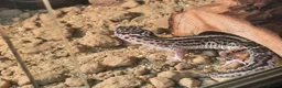 Leopard Gecko reptiles for sale: Leopard gecko + full set up - Advert 2